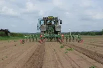 Hoeing carrots.