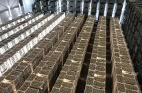 Chitting Seed Potatoes 2021