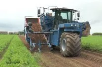 Harvesting carrots.