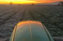 Laying straw on carrots November 2019 – photo courtesy of Jim