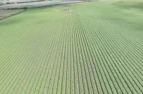 2018 – despite the continued dry weather, we have been able to keep on top of irrigation and crops are looking well.
