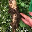 TSFG Potatoes Headland Spring Mix
