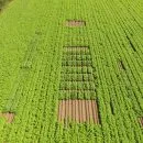 TC & N Taylor Organic Variety Trials 2021