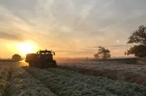Laying straw on carrots November 2019 – photo courtesy of Jake