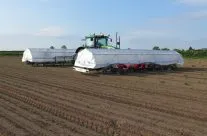Hand weeding carrots.