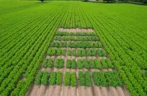 Organic Variety Trial 2022