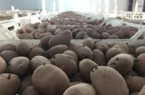 Organic Lady Balfour Seed Potatoes – Nicely chitting.