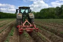Re-ridging/weeding potatoes.