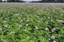 Organic Valor in full bloom