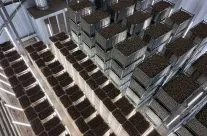Chitting well under way for the 2024 season