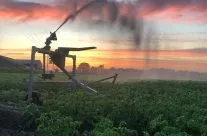 Irrigation