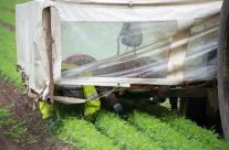 Hand weeding carrots.