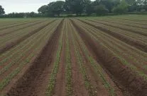 Weeded for the second time – by hand and hoe!
