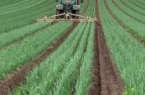 Weeding Onions July 2020