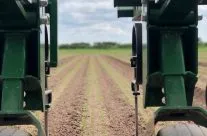 Weeding Carrots 2019 – photo courtesy of Jim.