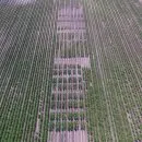 TC & N Taylor Organic Potato Variety Trial 2020.